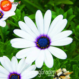 Big Sale!White Osteospermum Seeds Potted Flowering Plants Blue Daisy Flower