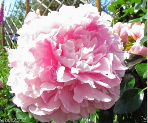 Flower seeds bonsai Peony Seeds   Pale Rose  DOUBLE PEONY POPPY Papaver Flo