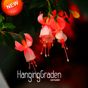 Big Promotion!Red Fuchsia Seeds Potted Flower Seeds Potted Plants Hanging F