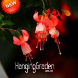 Big Promotion!Red Fuchsia Seeds Potted Flower Seeds Potted Plants Hanging F