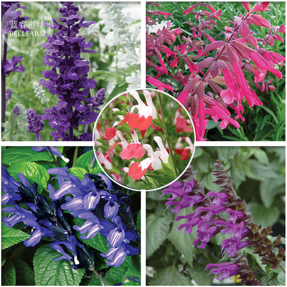 Imported Mixed 5 Typed of Salvia with tubular flowers, Professional Pack, 2