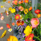 Flower seeds Iceland Poppy seeds Mix Pink Yellow Orange Rose White Cream an