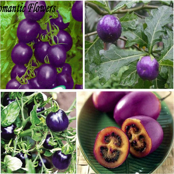 Purple Cherry Tomatoes Seed Balcony Fruits Seed Vegetables Potted Bonsai Po