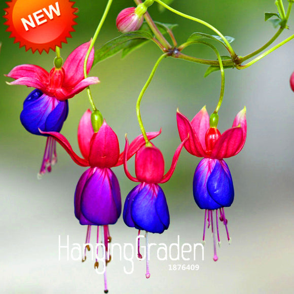 Big Promotion!Purple+Red bell flowers Fuchsia Seeds Potted Flower Seeds Pot