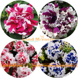 Imported Double Petunia Flower Bonsai Seeds, 100 Seeds, Beautiful garden pe