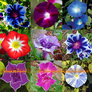 Rare Flower Morning Glory Mix Seeds, 50 Seeds, Heirloom Bonsai Big Petunia