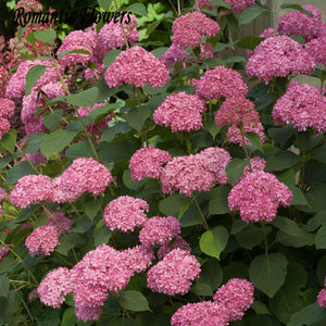 Free Shipping 50 Particle/bag Pink Hydrangea Flower Seeds, Very Beautiful D