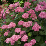 Free Shipping 50 Particle/bag Pink Hydrangea Flower Seeds, Very Beautiful D