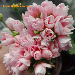 LAND MIRACLE Geranium Peach Pink Ball Flower Seeds, 5 Seeds, Bonsai Pelargo