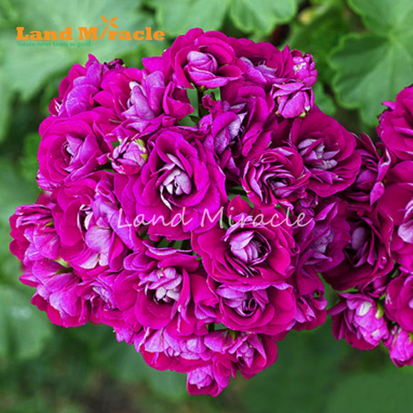 LAND MIRACLE 5 PCS  Rare Geranium Seeds Appleblossom Rosebud Pelargonium Pe