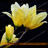 Bright Yellow Yulan Magnolia Flower Seeds, 15 Seeds/Pack, Yulan Flower Magn