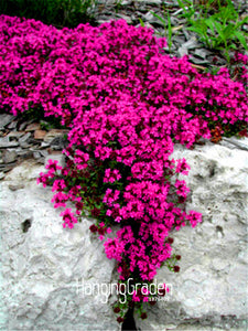 Hot Sale! 100 Seeds/Bag Scarlet Creeping Thyme Seeds Heirloom Non GMO Heirl