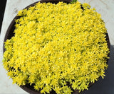 Diy Home Garden Plant 100+ Seeds Goldmoss Sedum GOLDEN ACRE SEDUM STONECROP