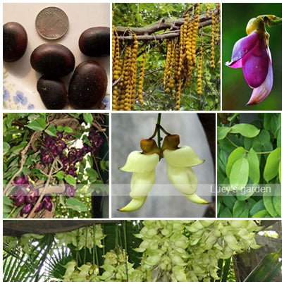 Courtyard Novel Plant Climbing Flower Mucuna seeds, Gardening vine Seeds