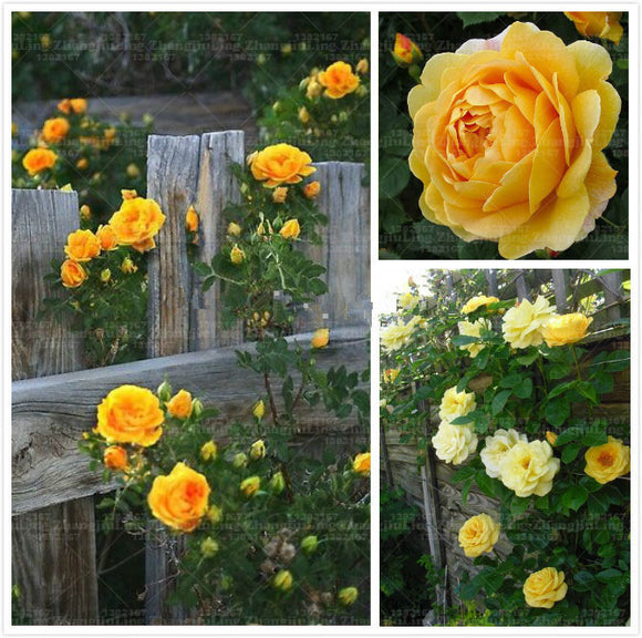 Flower Seeds100 Yellow Climbing Roses Seeds semenatsvety garden Bright and