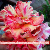 New arrive RANTON GARDEN 5 PCS "Color blazing" Adenium Obesum seeds quality