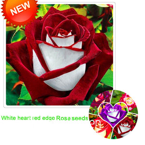 Hot Sale!White Red Edge Rose Seeds Garden Seeds Plants Potted Rose Rare Flo