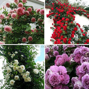 Mixed 4 Types of Climbing Rose Perennial Pink Red White Light Purple Flower