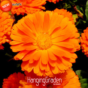 Loss Promotion!100 Pcs/Pack Orange Zinnia Seed Balcony Courtyard Flowers Po