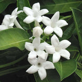 Flower seeds JASMIN DE MADAGASCAR (Stephanotis Floribunda)Z520 WAX FLOWER S