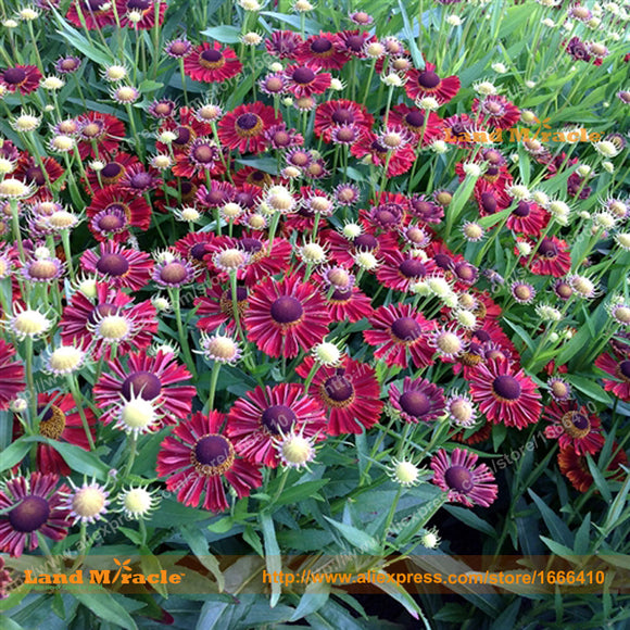 Fresh Variety Bush's Coneflower Seeds, 20 Seeds/Pack, 100% True Echinacea P