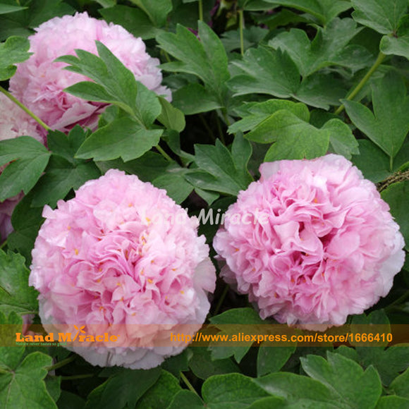 Heirloom Hydrangea Plant Pink Chinese Peony Flower Seeds, 5 Seeds, Bonsai B