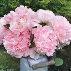 Flower seeds bonsai Peony Seeds   Pale Rose  DOUBLE PEONY POPPY Papaver Flo