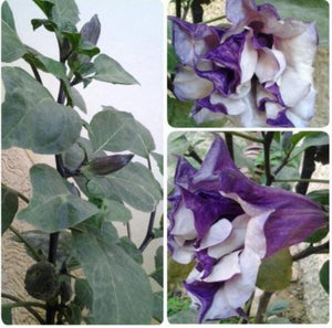 Flower seeds BLACK CURRENT SWIRL Angels Trumpet Datura seeds Fragrant Purpl