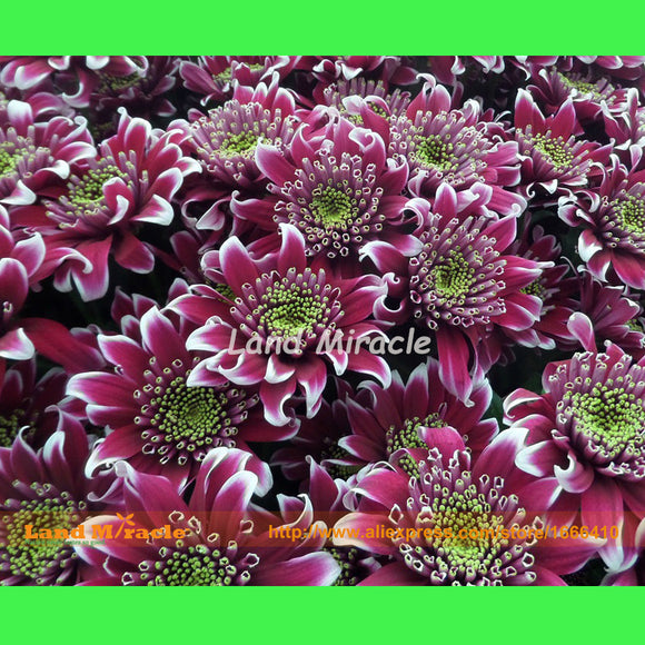 Dark Purple Daisy Hardy Plants Flower Seeds, 100 Seeds, Exotic Ornamental F