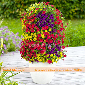 Mix Calibrachoa Red Yellow Blue Petunia Flower Seeds, 200 Seeds, Bonsai Orn