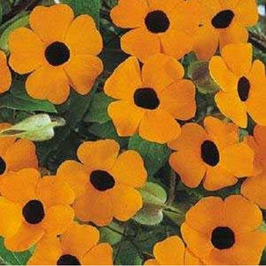 Flower seeds climbing vine plants seeds,Thunbergia alata can bring good luc