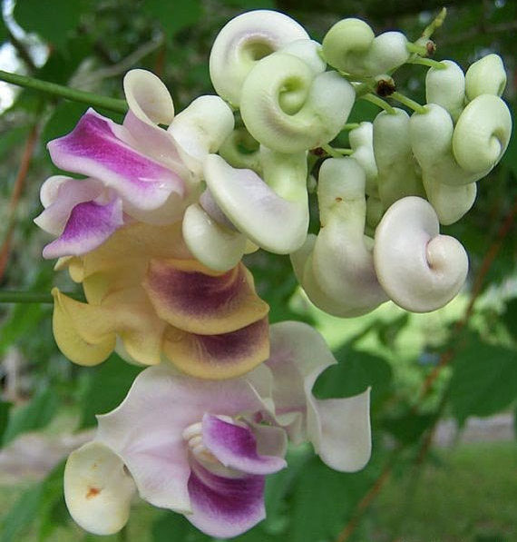 Fresh Corkscrew Vine Flower Seeds   Vigna Cochliasanthus Caracalla Seeds, R