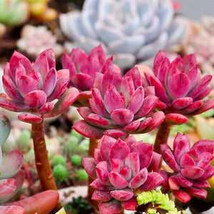 New fashion 10 seeds per pack Succulent Red ECHEVERIA macdougallii seeds Ra