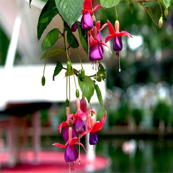 Fuchsia seeds lantern flower indoor balcony bonsai seed flower seeds, 20 se