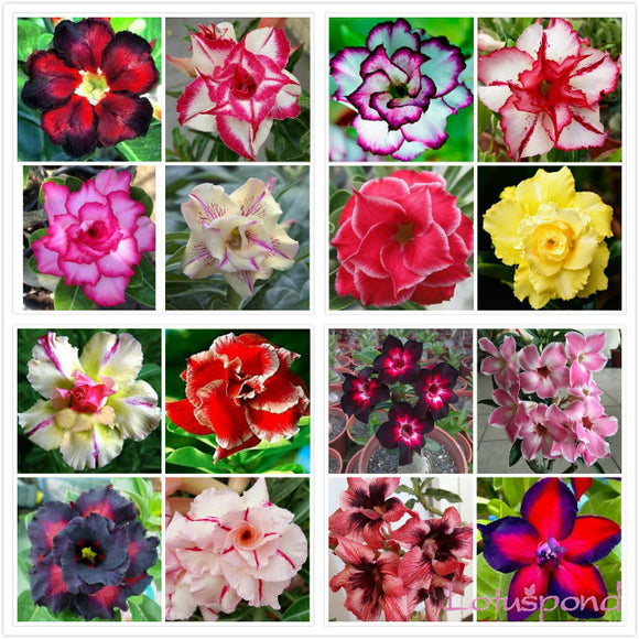 Desert Rose seeds,potted flowers seeds,Adenium Obesum color optional 100% t