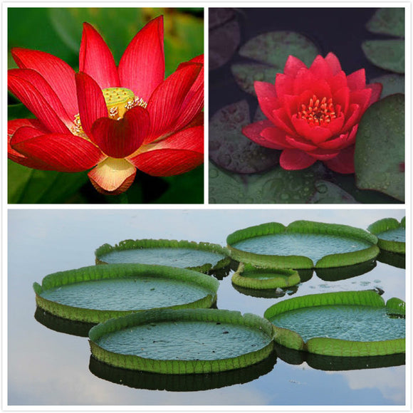 Potted plant flowers seeds Bowl lotus water lily flower /Bonsai Lotus seeds