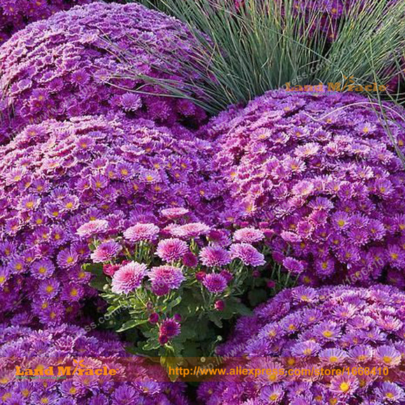 Rare Purple Chrysanthemum Seeds, 100 Seeds/Pack, Amazing Flower Seeds Dendr