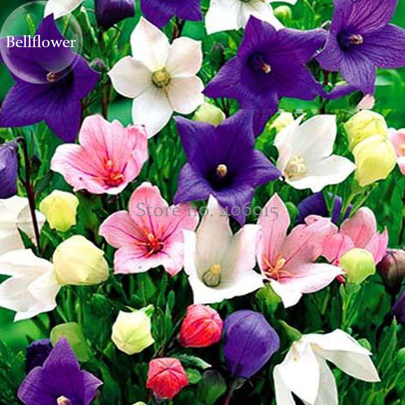 Rare Mixed Colorful Pink White Purple Red Campanula Bellflowers, 50 Seeds,