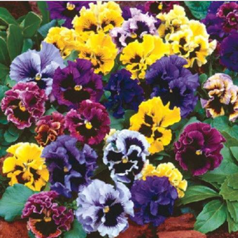 Cheap Good 50 Seeds Viola Tricolor Flower Seeds Multicolored Pansy Flower H