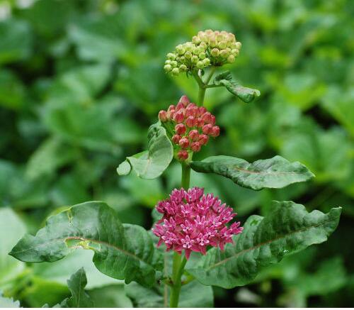 Flower seeds Bonsai seeds Asclepias purpurascens Purple Milkweed (Monarch H