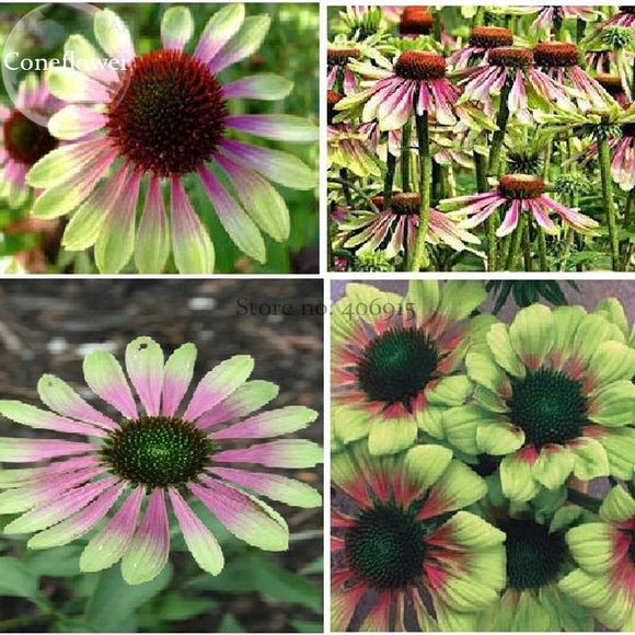 Heirloom Green Envy Echinacea Coneflower Perennial Flowers, 100 seeds, medi