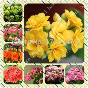 Free Shipping 240pcs 8kind Each 30pcs Kalanchoe flower seeds strange  beaut