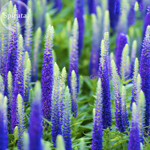 Blue Spiked Speedwell Veronica Spicata, 50 seeds, Perennial Rockery Flowers