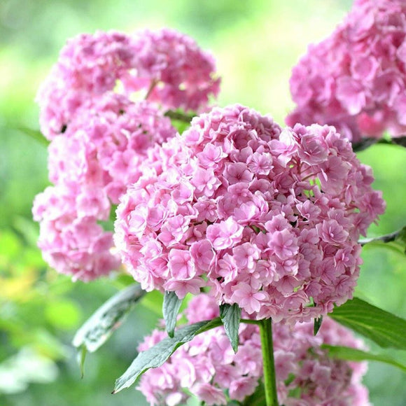 Hydrangea Vanilla Strawberry Flower Seeds 50pcs/bag for Planting Flower Bon