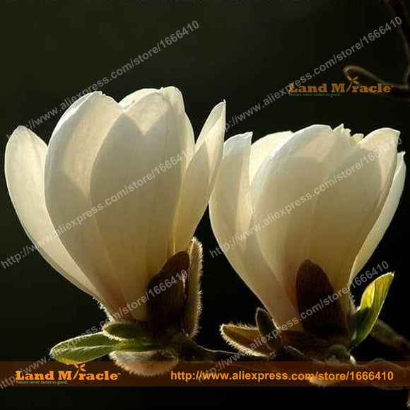 Heirloom 'Snow White' White Yulan Magnolia Tree Flower Seeds, 15 Seeds/Pack