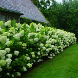 New Arrival!50 pcs/bag rare Giant Vanilla Strawberry Hydrangea Flower Seeds