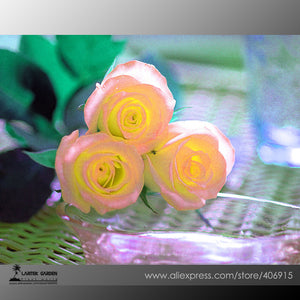 Rare Hybrid Light Pink Yellow Rose Seedling Flower Seeds, Professional Pack