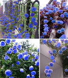 Flower Seeds sky blue flower garden climbing rose 20PCS greatly promote pla