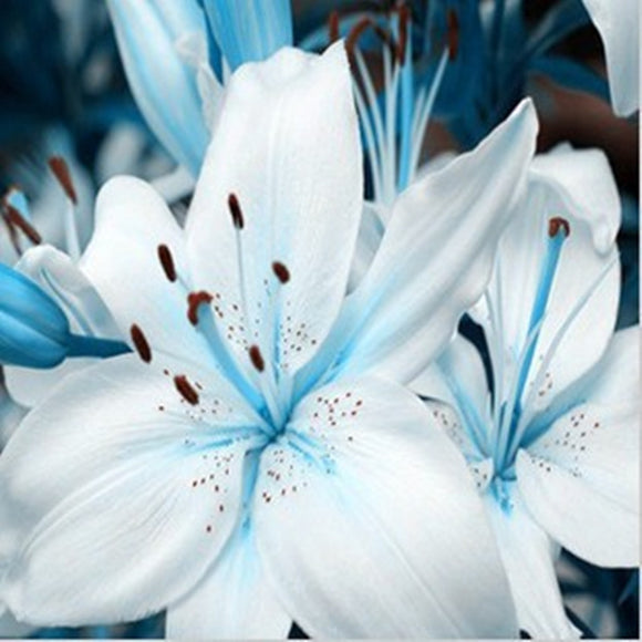 Plants Potted Lily Flower Seeds Flower Seed Lily Perfume Purify Indoor Bons