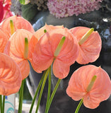 Hot Sale Rare Flower Seeds Pale Pink Anthurium Andraeanu Seeds Balcony Pott